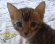 2020-06-10-Aurore-chatte-bengale-de-4-semaines-1
