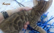 2020-06-10-Aurore-chatte-bengale-de-4-semaines-6