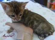 2020-06-17-Aurore-chatte-bengale-de-5-semaines-1