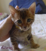 2020-06-17-Aurore-chatte-bengale-de-5-semaines-2