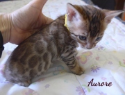 2020-06-17-Aurore-chatte-bengale-de-5-semaines-3