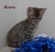 2020-06-28-Aurore-chatte-bengale-de-6-semaines-2