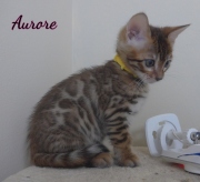 2020-06-28-Aurore-chatte-bengale-de-6-semaines-3