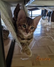 2020-07-03-Aurore-chatte-bengale-de-7-semaines