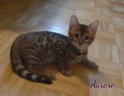 2020-07-11-Aurore-chatte-bengale-de-2-mois-1