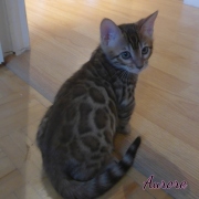 2020-07-11-Aurore-chatte-bengale-de-2-mois-2