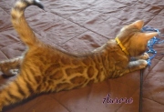 2020-07-11-Aurore-chatte-bengale-de-2-mois-3