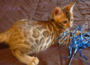 2020-07-11-Aurore-chatte-bengale-de-2-mois-4