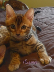 2020-07-11-Aurore-chatte-bengale-de-2-mois-5