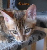 2020-08-06-Aurore-chatte-bengale-de-12-semaines-1