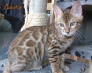 2020-08-06-Aurore-chatte-bengale-de-12-semaines-2
