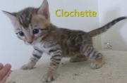 2020-06-10-Clochette-chatte-bengale-de-4-semaines-1
