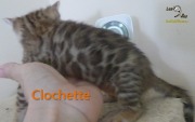 2020-06-10-Clochette-chatte-bengale-de-4-semaines-2