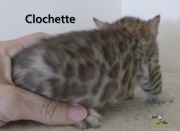 2020-06-10-Clochette-chatte-bengale-de-4-semaines-3