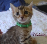 2020-06-17-Clochette-chatte-bengale-de-5-semaines-3