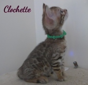 2020-06-28-Clochette-chatte-bengale-de-6-semaines-1