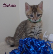 2020-06-28-Clochette-chatte-bengale-de-6-semaines-2