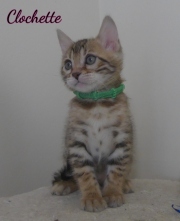 2020-06-28-Clochette-chatte-bengale-de-6-semaines-3