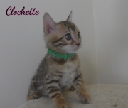 2020-06-28-Clochette-chatte-bengale-de-6-semaines-4