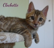 2020-07-11-Clochette-chatte-bengale-de-2-mois-4