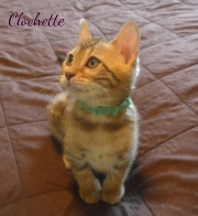 2020-07-11-Clochette-chatte-bengale-de-2-mois-5