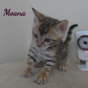 2020-06-28-Moana-chatte-bengale-de-6-semaines-1