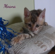 2020-07-11-Moana-chatte-bengale-de-2-mois-4