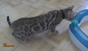 2020-08-06-Moana-chatte-bengale-de-12-semaines-1