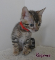 2020-06-28-Raiponce-chatte-bengale-de-6-semaines-1