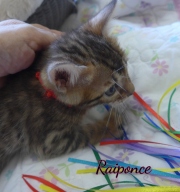 2020-06-28-Raiponce-chatte-bengale-de-6-semaines-10