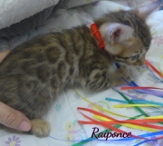 2020-06-28-Raiponce-chatte-bengale-de-6-semaines-11