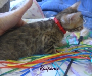 2020-06-28-Raiponce-chatte-bengale-de-6-semaines-12