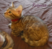 2020-07-11-Raiponce-chatte-bengale-de-2-mois-4