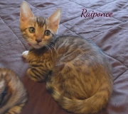 2020-07-11-Raiponce-chatte-bengale-de-2-mois-5