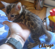 2019-08-15 Chicago, chat bengal de 6 semaines (1)