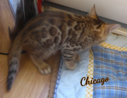 2019-08-15 Chicago, chat bengal de 6 semaines (3)