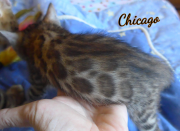 2019-08-15 Chicago, chat bengal de 6 semaines (4)