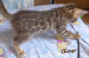 2019-08-19 Chicago, chat bengal de 6 semaines (1)