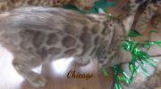2019-09-10 Chicago, chat bengal de 11 semaines (3)