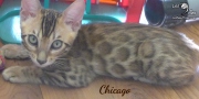 2019-09-29 Chicago, chat bengal de 12 semaines (1)