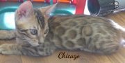 2019-09-29 Chicago, chat bengal de 12 semaines (2)