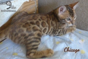 2019-10-10 Chicago, chat bengal de 14 semaines (1)