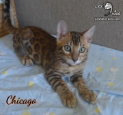 2019-10-10 Chicago, chat bengal de 14 semaines (2)