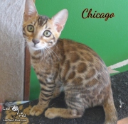 2019-10-10 Chicago, chat bengal de 14 semaines (3)