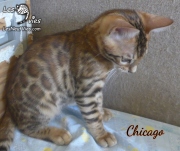 2019-10-10 Chicago, chat bengal de 14 semaines (4)