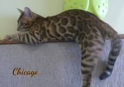 2019-11-24 Chicago, chat bengal de 5 mois (2)