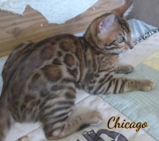 2019-11-24 Chicago, chat bengal de 5 mois (5)