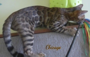 2019-11-24 Chicago, chat bengal de 5 mois (6)