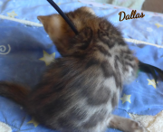 2019-08-15 Dallas, chat bengal de 6 semaines (1)