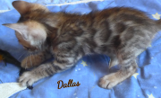 2019-08-15 Dallas, chat bengal de 6 semaines (2)